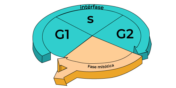 etapas interfase da mitose