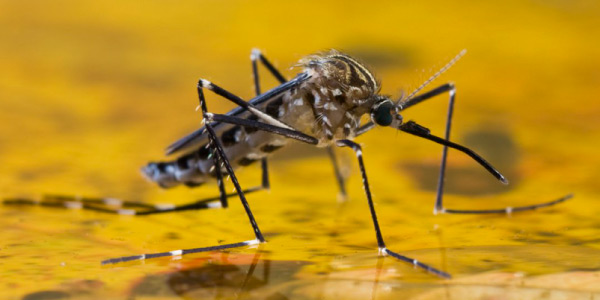 mosquito responsável pela transmissão da febre amarela
