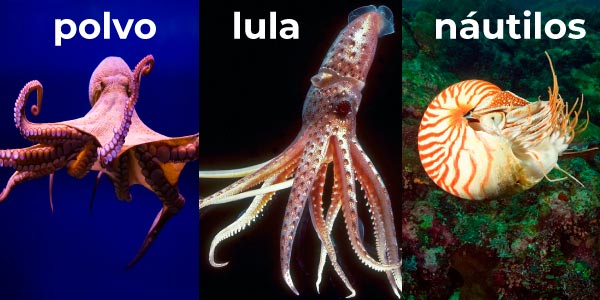 polvo, lula, e náutilos representando tipos de moluscos