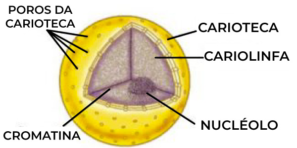 Estrutura do Núcleo Celular