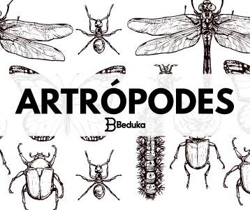 O que são artrópodes