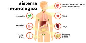 O que é SISTEMA IMUNOLÓGICO? Imunidade, órgãos e principais características