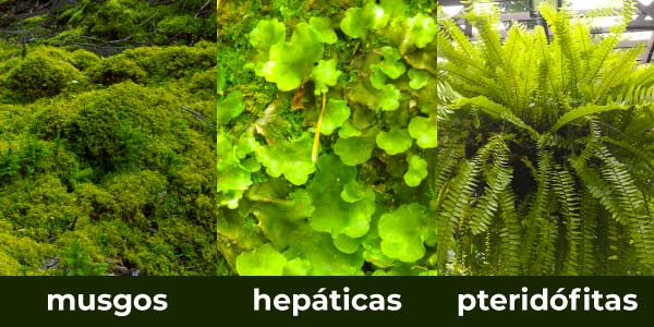 principais-plantas-briófitas