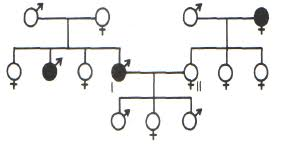 o esquema representa a genealogia de uma família