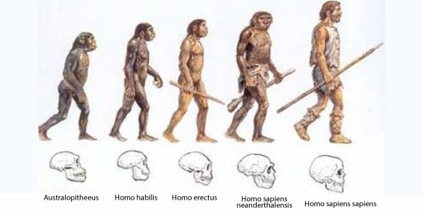 Teoria Da Evolu O De Darwin Saiba Tudo Sobre Ela