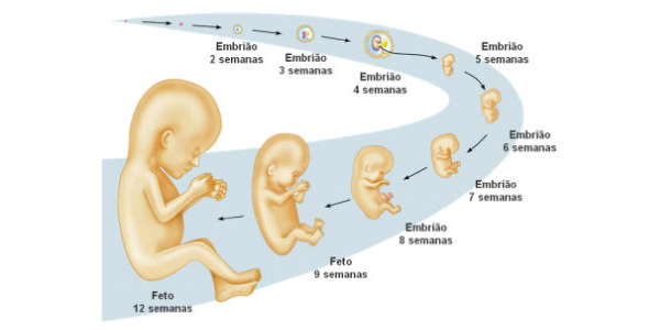 QUESTÕES sobre EMBRIOLOGIA com gabarito + RESUMO