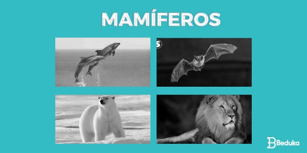 Exemplos de Animais Vertebrados mamíferos