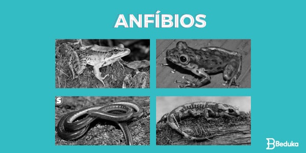 Exemplos-de-Animais-Vertebrados-anfíbios