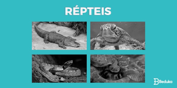 Exemplos-de-Animais-Vertebrados-répteis