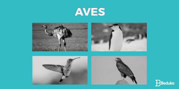 Exemplos-de-Animais-Vertebrados aves