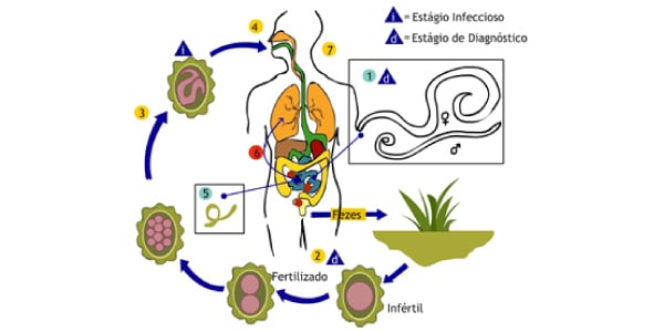 Ciclo da ascaridíase causada por nematelminto
