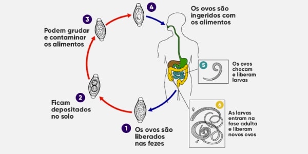 Ciclo da Tricocefalíase causados por nematelminto