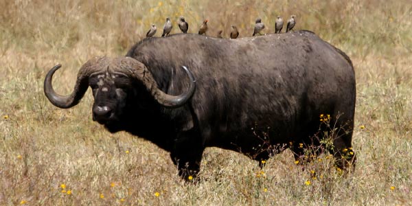 O-que-é-mutualismo-boi-e-Anu