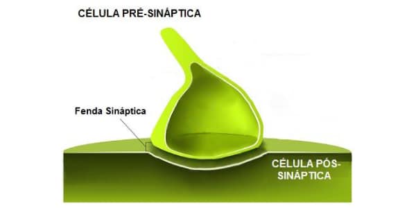 O-que-é-sinapse-química-e-classificação-dos-neurônios