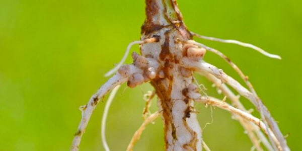 o-que-é-mutualismo-bacteriorrizas