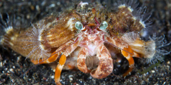 o-que-é-mutualismo-carangueijo-e-anêmona