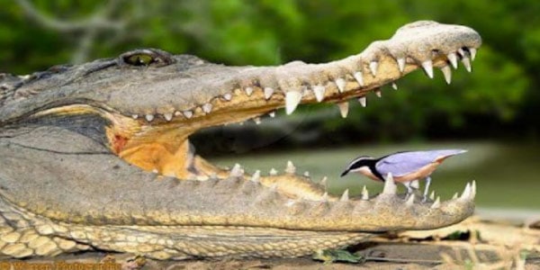 o-que-é-mutualismo-crocodilo-e-pássaro-palito