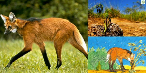 o-que-é-mutualismo-lobo-guará-e-a-fruta-lobeira