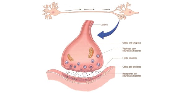 o-que-é-sinapse-química-mecanismos-de-ação