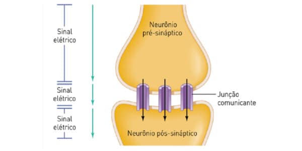 O Que é Sinapse Química, Simples E Fácil: Definição, Função E Tudo O Mais!