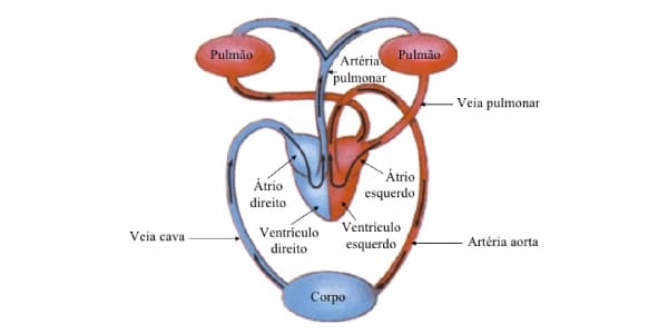 Circulações do Sistema Circulatório