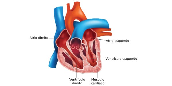 Coração do Sistema Circulatório