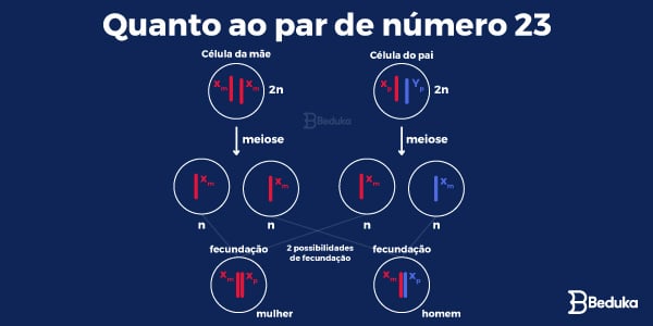 O-que-são-cromossomos-autossomos-e-sexuais-esquema-de-fecundação-que-pode-iriginar-homem-XY-ou-mulher-XX