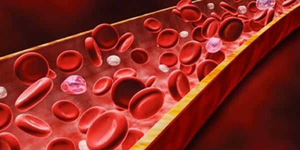 Qual-a-função-do-sistema-cardiovascular-vaso-sanguíneo-cheio-de-elementos-do-sangue