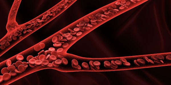 Veias do Sistema Circulatório