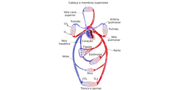 qual-a-função-do-sistema-cardiovascular-rede-de-vaso-sanguíneos-por-todo-o-corpo