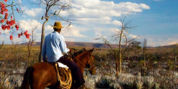 Campo-Geral-de-Guimarães-Rosa-imagem-de-um-sertanejo-homem-montado-em-cavelo-no-Sertão-com-céu-azul-e-vegetação-seca-ao-fundo-típica-de-cerrado