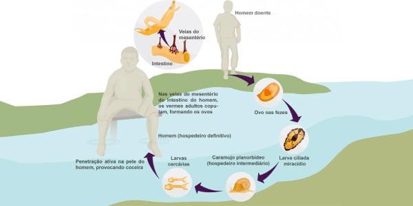 Ciclo-da-esquistossomose-ilustrado-e-explicação-da-doença