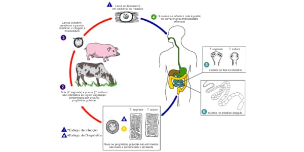 Ciclo da Teníase causada por Platelminto