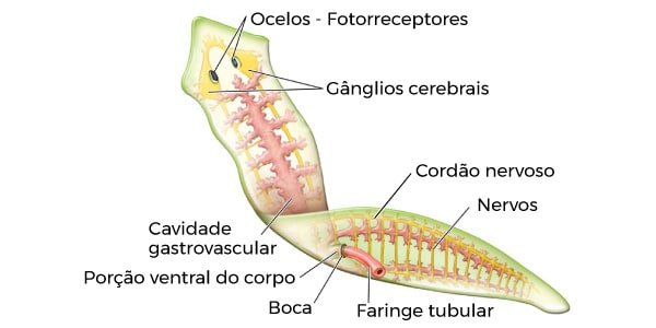 Estrutura-da-Planária-órgãos-e-sistemas-do-platelminto