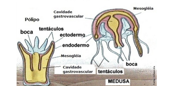 O que são CNIDÁRIOS? Definção, características, fisiologia e tudo o mais!