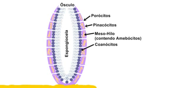 Estrutura-e-tipso-de-células-dos-poríferos-desenho-com-as-partes-da-esponja