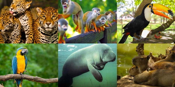 Fauna da Floresta Amazônica