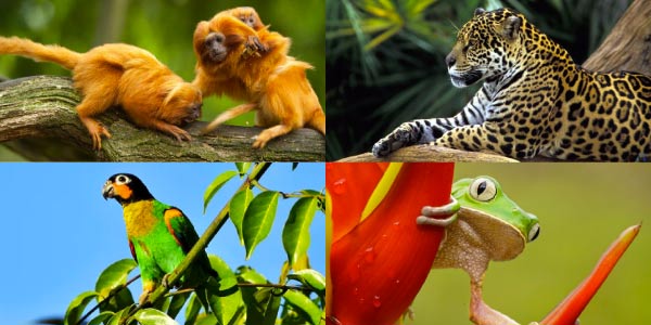 Fauna da Mata Atlântica