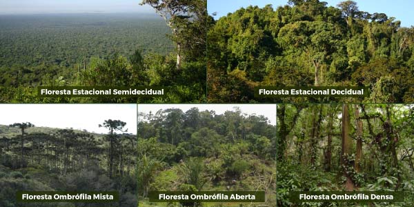 Flora da Mata Atlântica