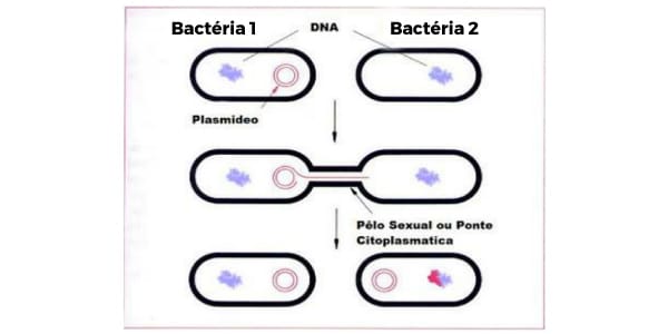 Reino-Monera-reprodução-sexuada-das-bactérias-troca-de-DNA-plasmidial-por-meio-do-canal-pili.-etapa-por-etapa