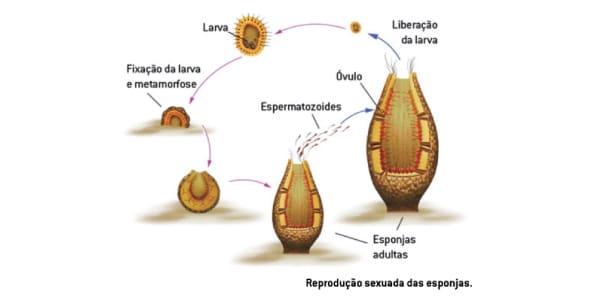 Tipos-de-reprodução-dos-poríferos-reprodução-sexuada- imagem-com-as-etapas-da-reprodução-e-formas-larvais-e-gametas-das-esponjas