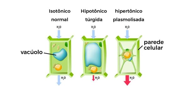 Transporte-ativo-e-passivo-o-que-é-osmose-imagem-da-questão-dos-experimentos-com-as-células-vegetais-em-soluções-hipertônica-hipotônica-e-isotônica