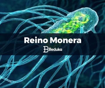 Tudo o que você precisa sobre o Reino Monera!