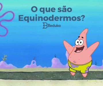 Tudo sobre o que são Equinodermos!