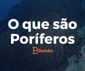 Você sabe o que são Poríferos - Vem conferir com a gente!