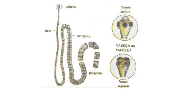 estrutura-e-corpo-e-partes-da-tênia-taenia-solium-e-taenia-saginata-escólex-ou-cabeça-das-tênias