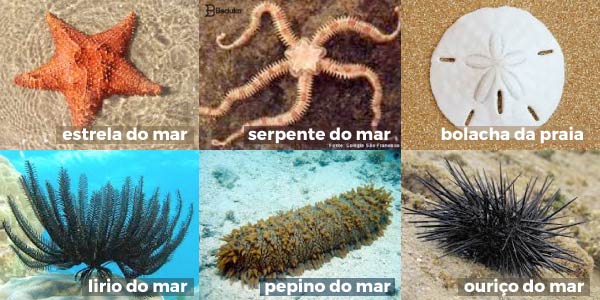 exemplos-de-equinodermos-estrela-do-mar-serpente-do-mar-bolacha-da-praia-ou-bolacha-do-mar-lirio-do-mar-pepino-do-mar-e-ouriço-do-mar