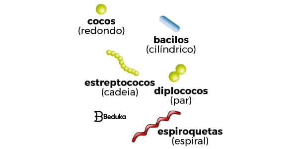 Reino-Monera-estrutura-celular-das-bactérias