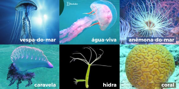 vespa-do-mar-água-viva-anêmona-do-mar-caravela-hidra-e-coral-Exemplos-de-Cnidários-1