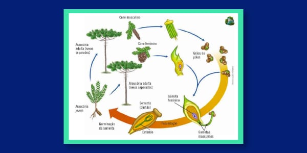 FECUNDAÇÃO DE ANGIOSPERMA - ppt carregar